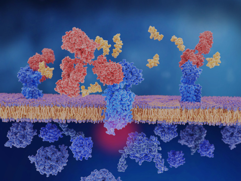 peptide protein purification