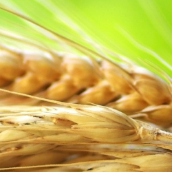 extraction dont wheat